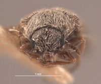 Trichochrous tortugensis image