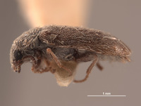 Trichochrous tortugensis image