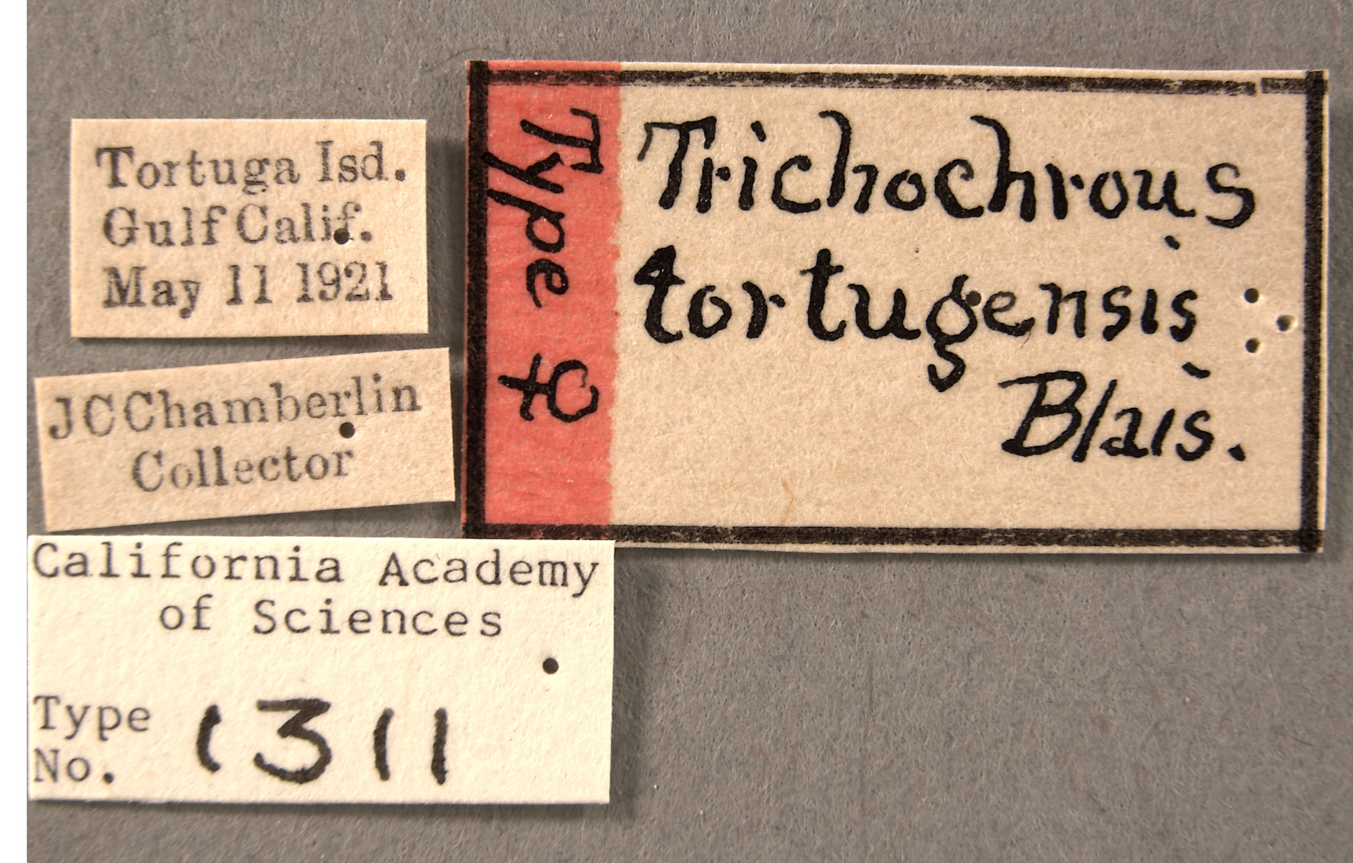 Trichochrous tortugensis image