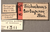 Trichochrous tortugensis image