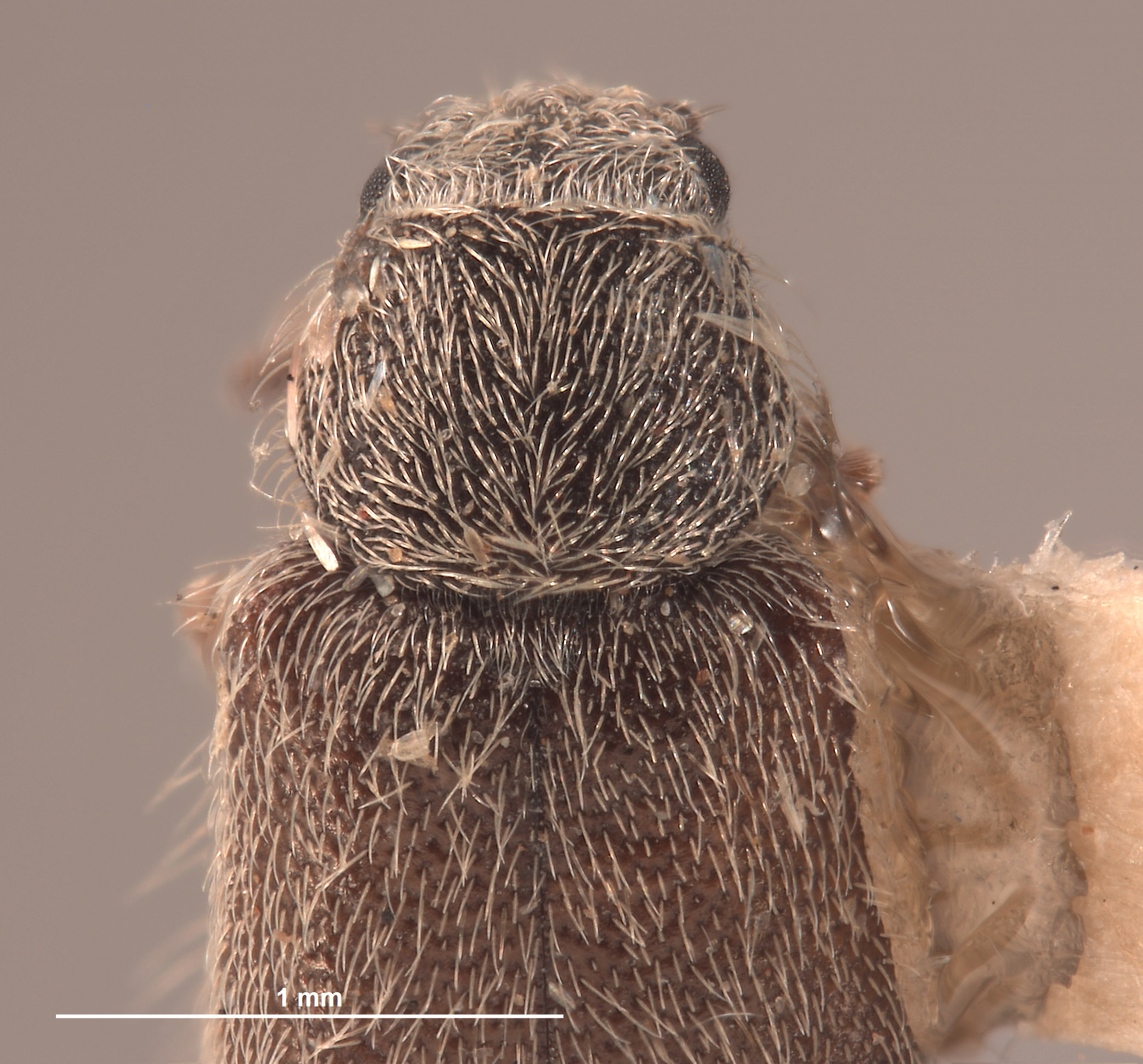 Trichochrous tortugensis image