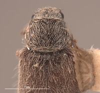 Trichochrous tortugensis image