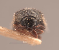 Trichochrous frigidus image