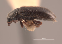 Trichochrous frigidus image