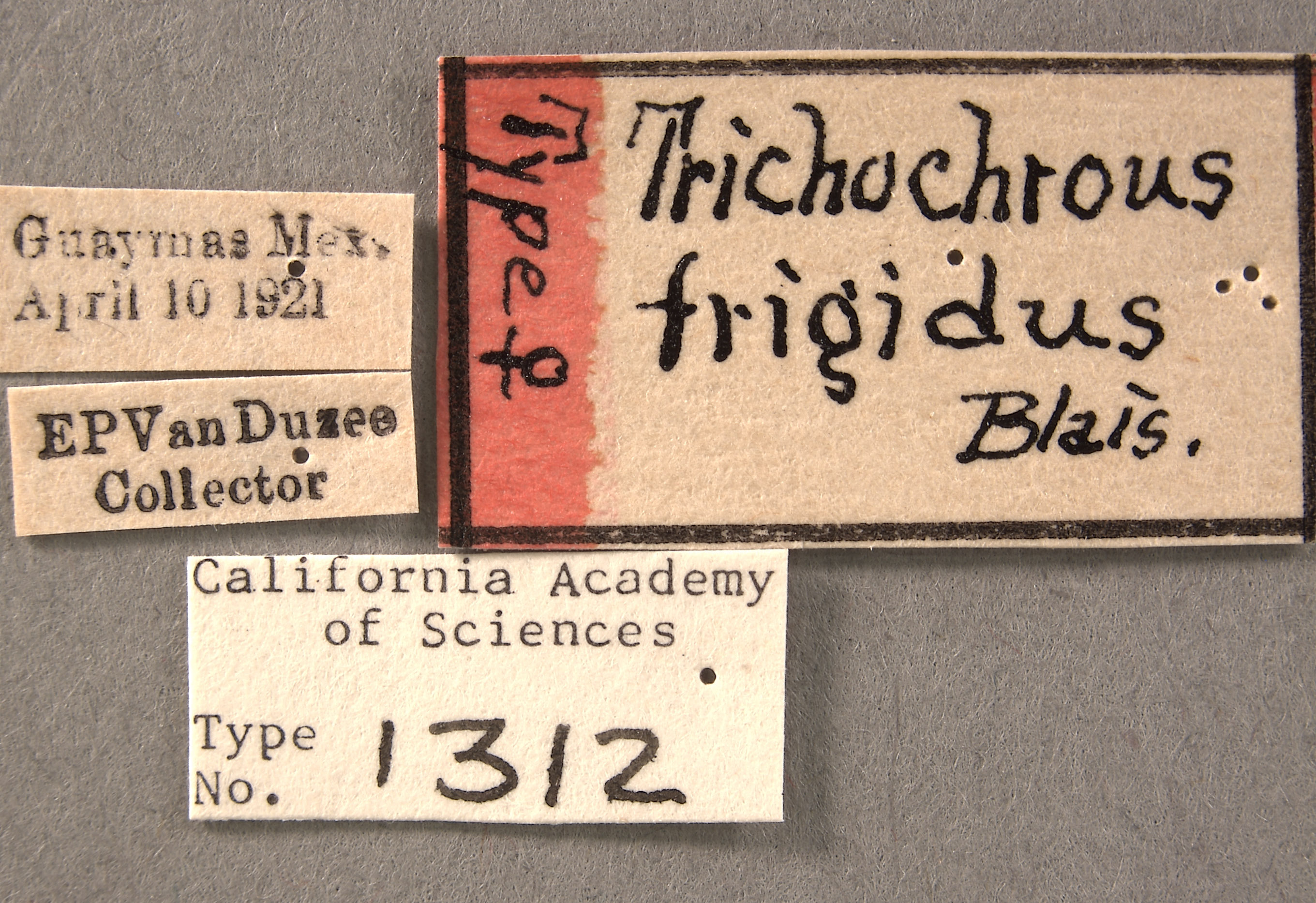 Trichochrous frigidus image