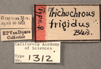 Trichochrous frigidus image