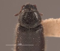 Trichochrous frigidus image