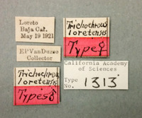 Trichochrous loretensis image