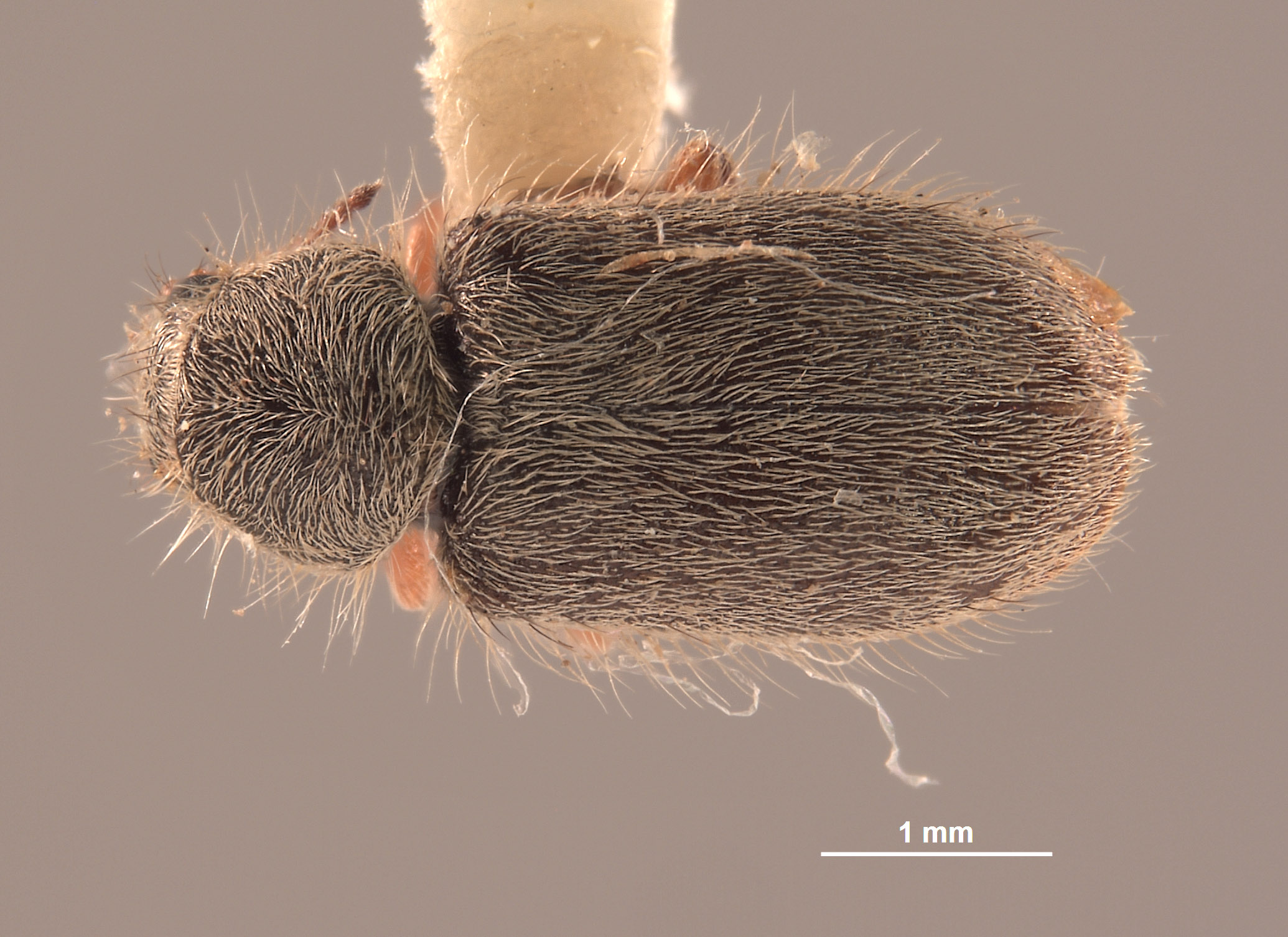 Trichochrous loretensis image