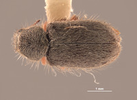 Trichochrous loretensis image