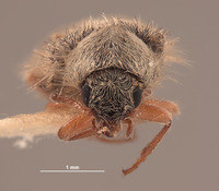 Trichochrous loretensis image