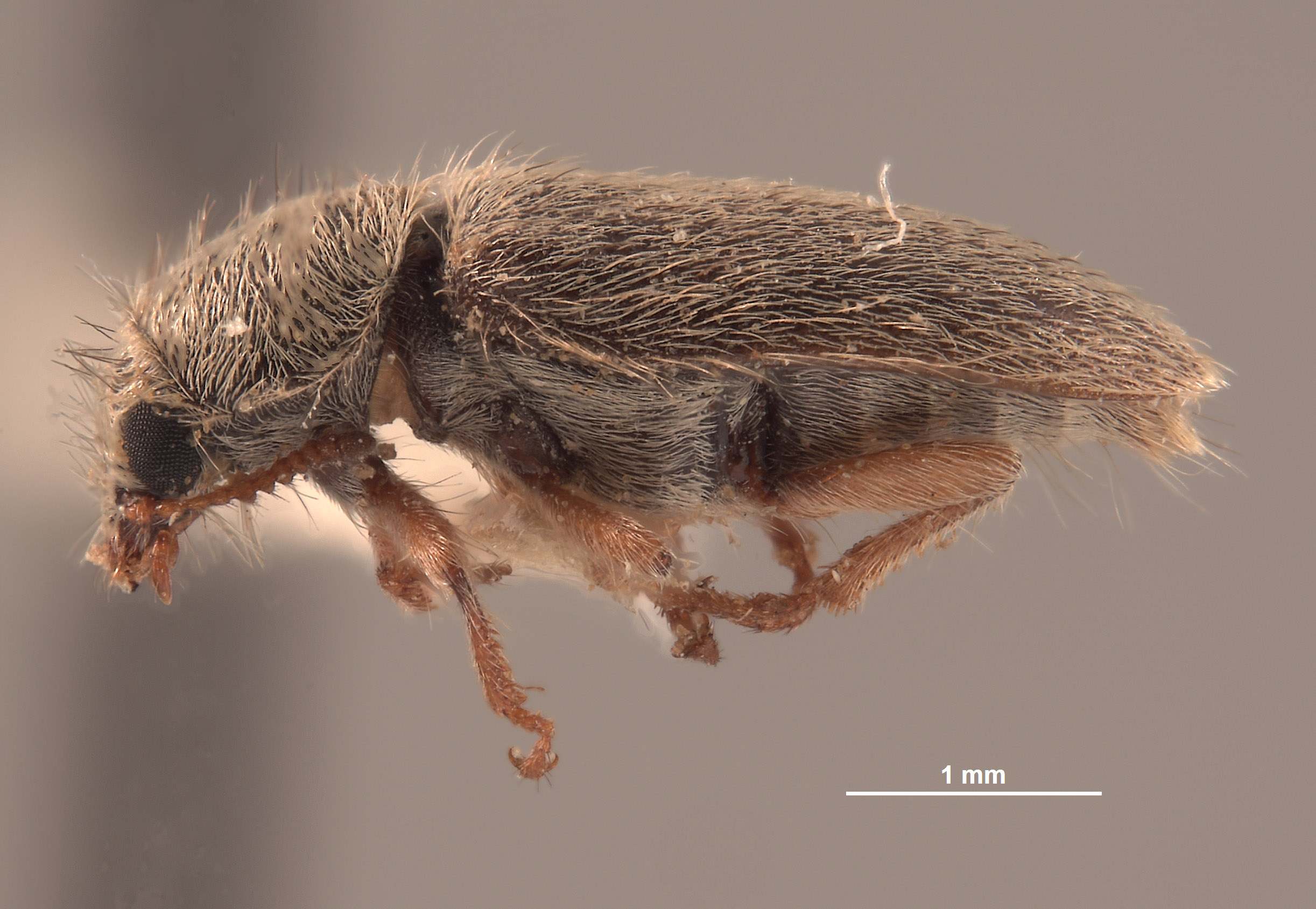 Trichochrous loretensis image