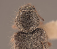 Trichochrous loretensis image