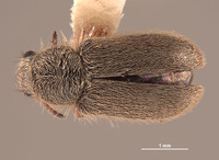 Trichochrous loretensis image