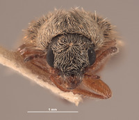 Trichochrous loretensis image