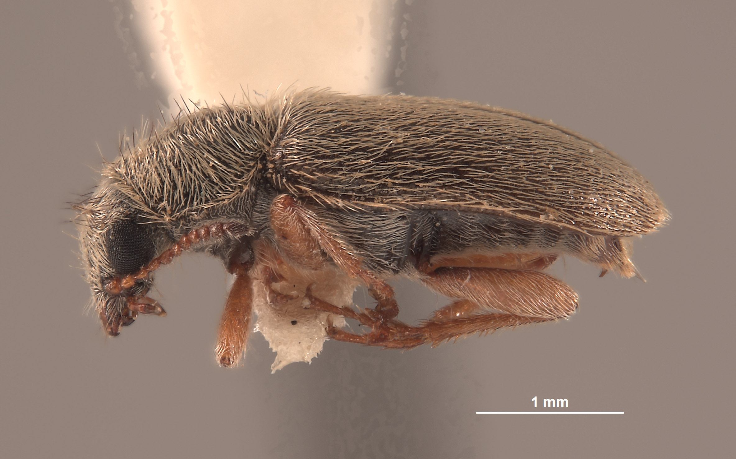 Trichochrous loretensis image