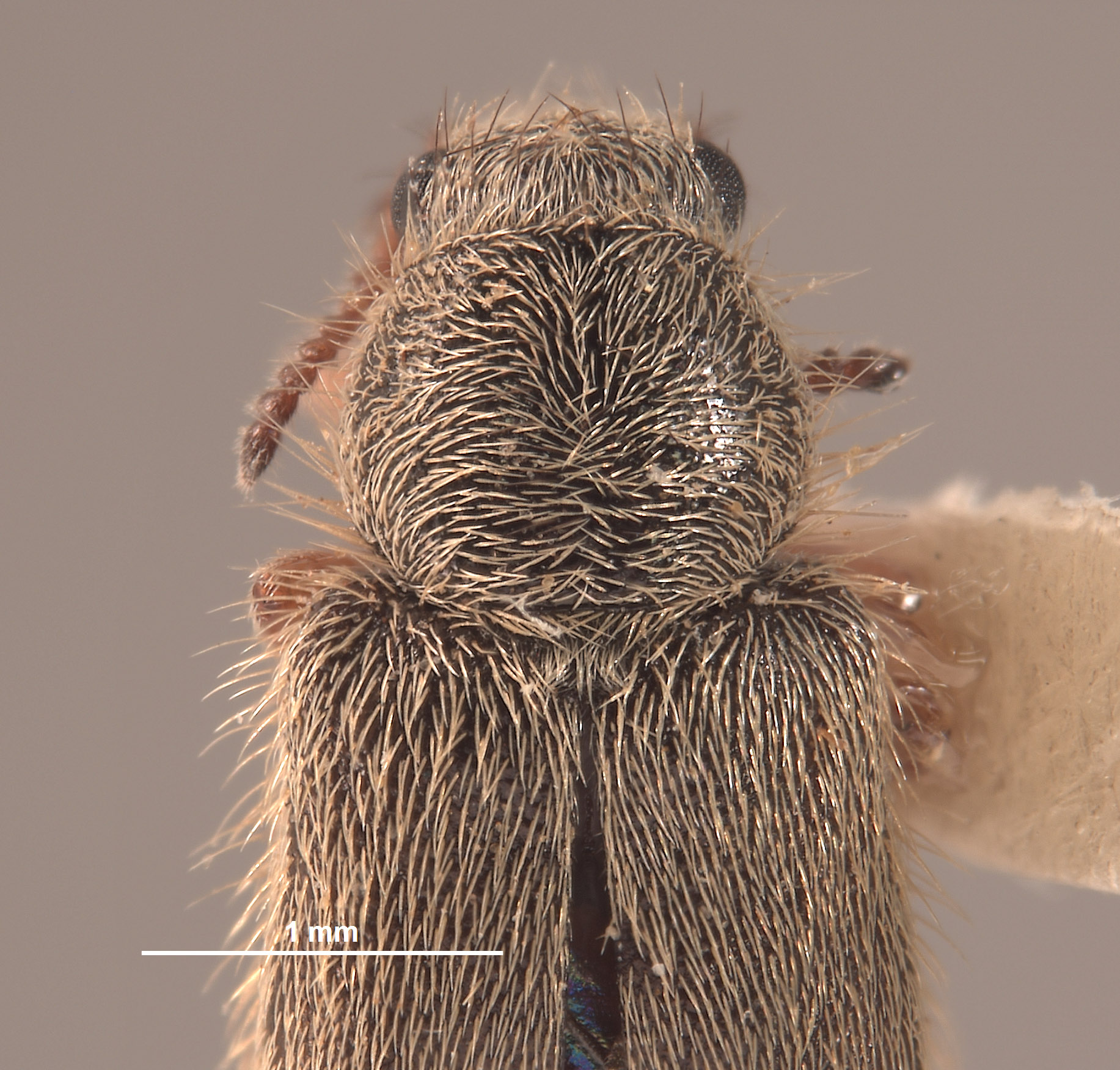 Trichochrous loretensis image