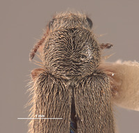 Trichochrous loretensis image