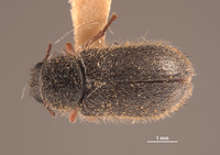 Trichochrous francisquitus image