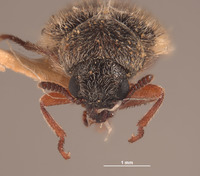 Trichochrous francisquitus image