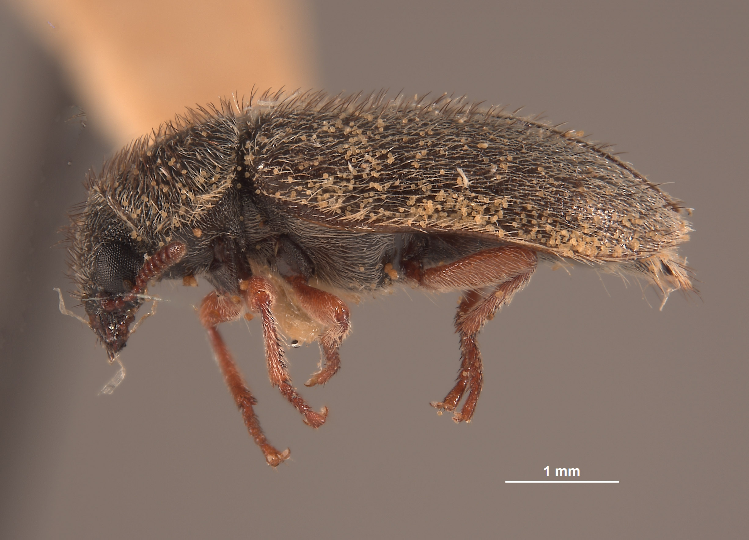 Trichochrous francisquitus image