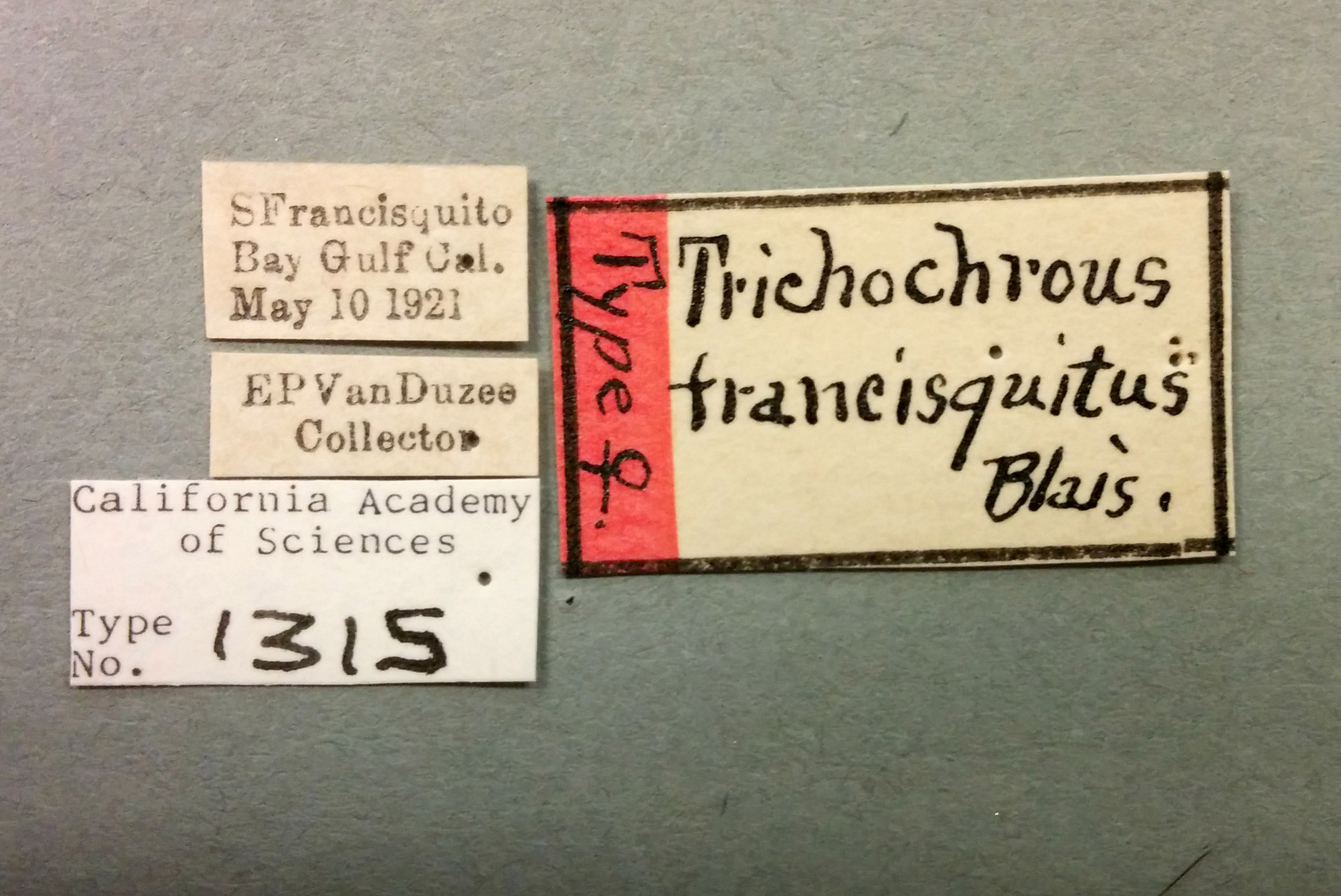 Trichochrous francisquitus image