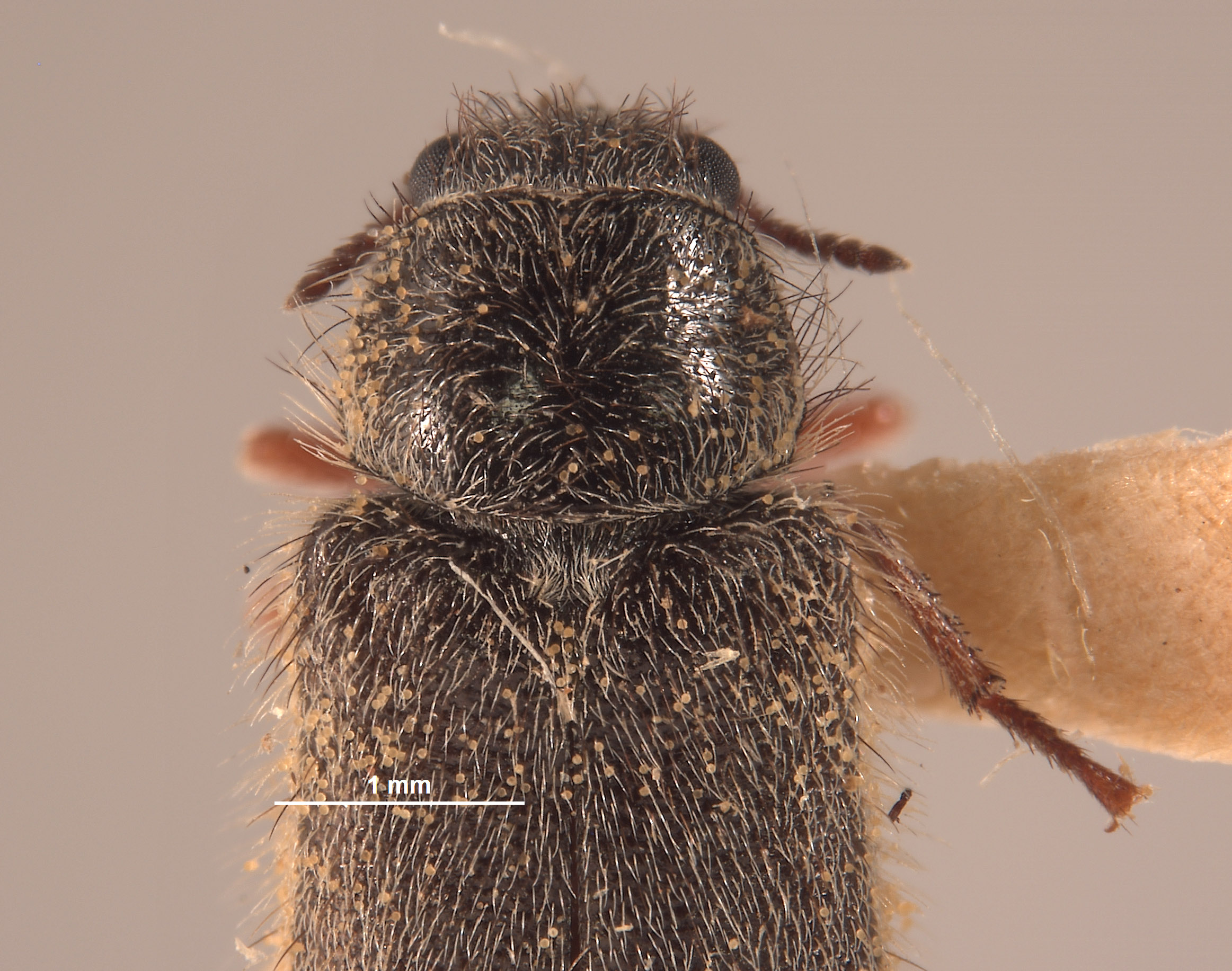 Trichochrous francisquitus image