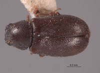 Dasytastes sparsus image