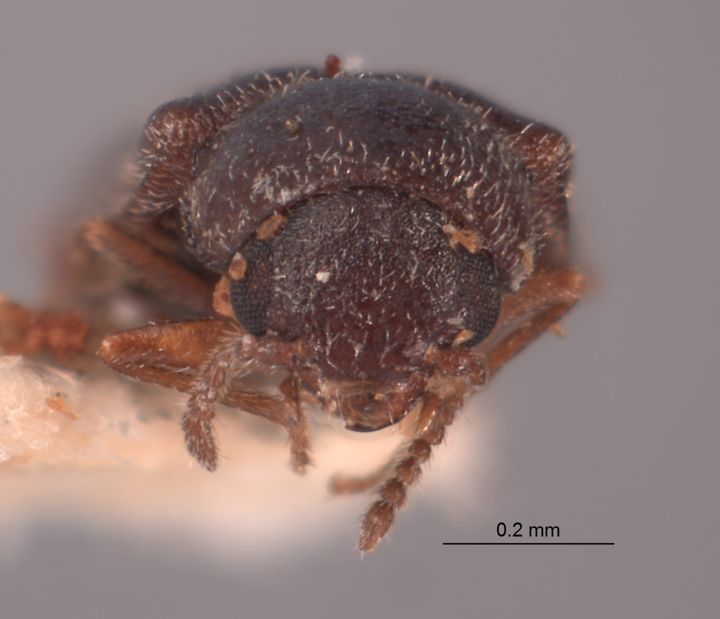 Dasytastes sparsus image