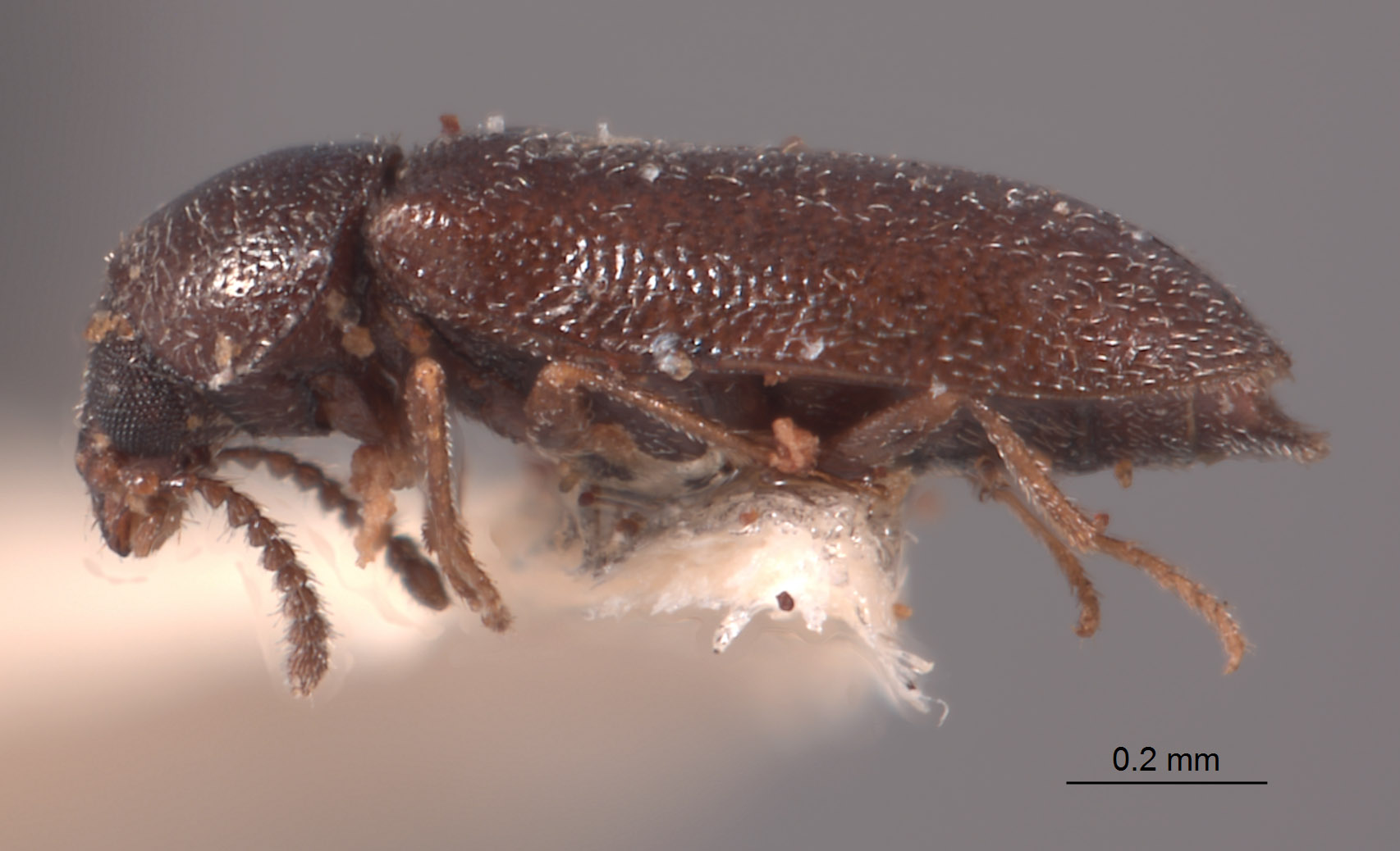 Dasytastes sparsus image