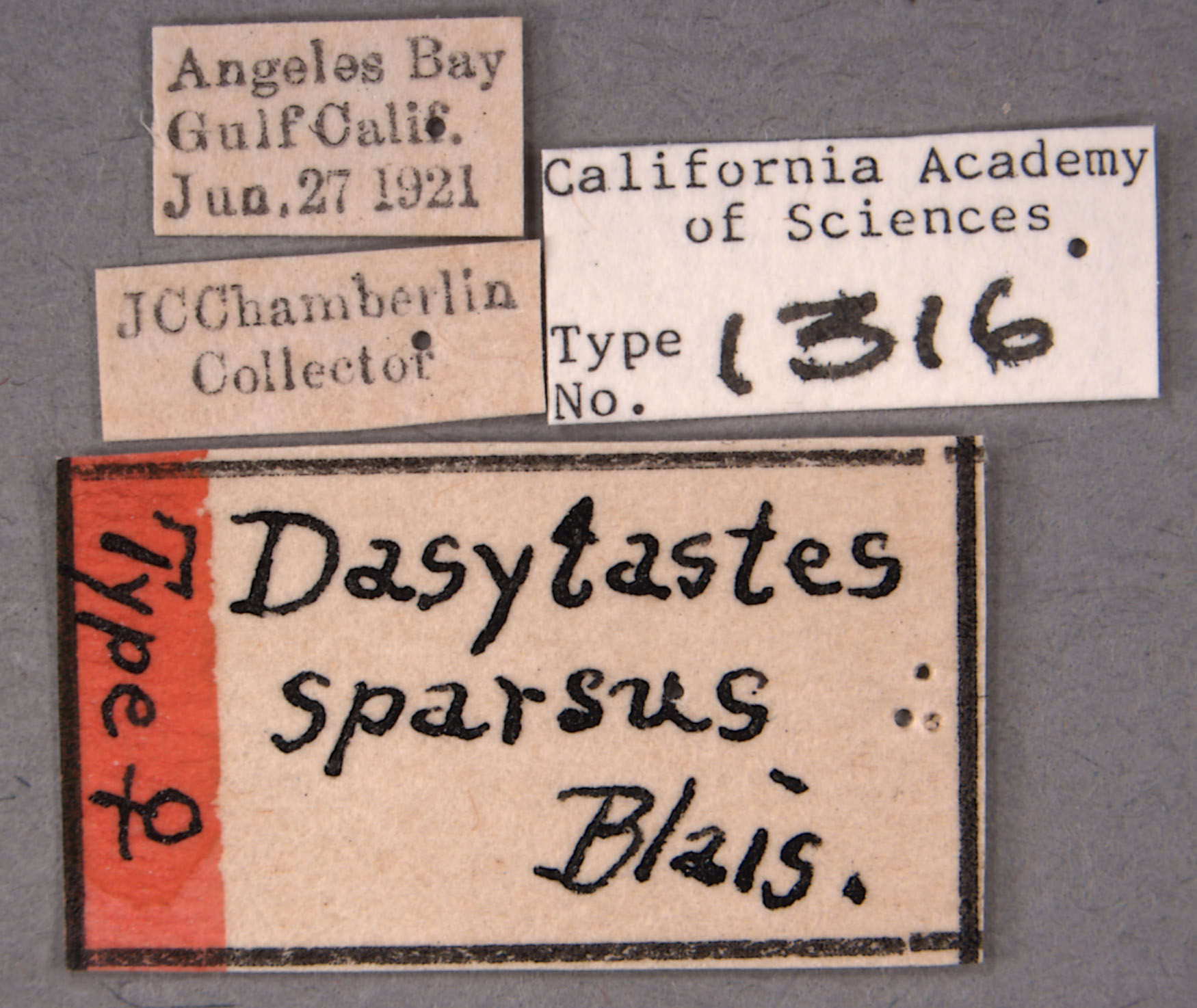 Dasytastes sparsus image