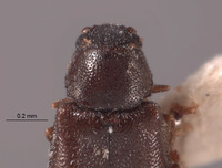 Dasytastes sparsus image