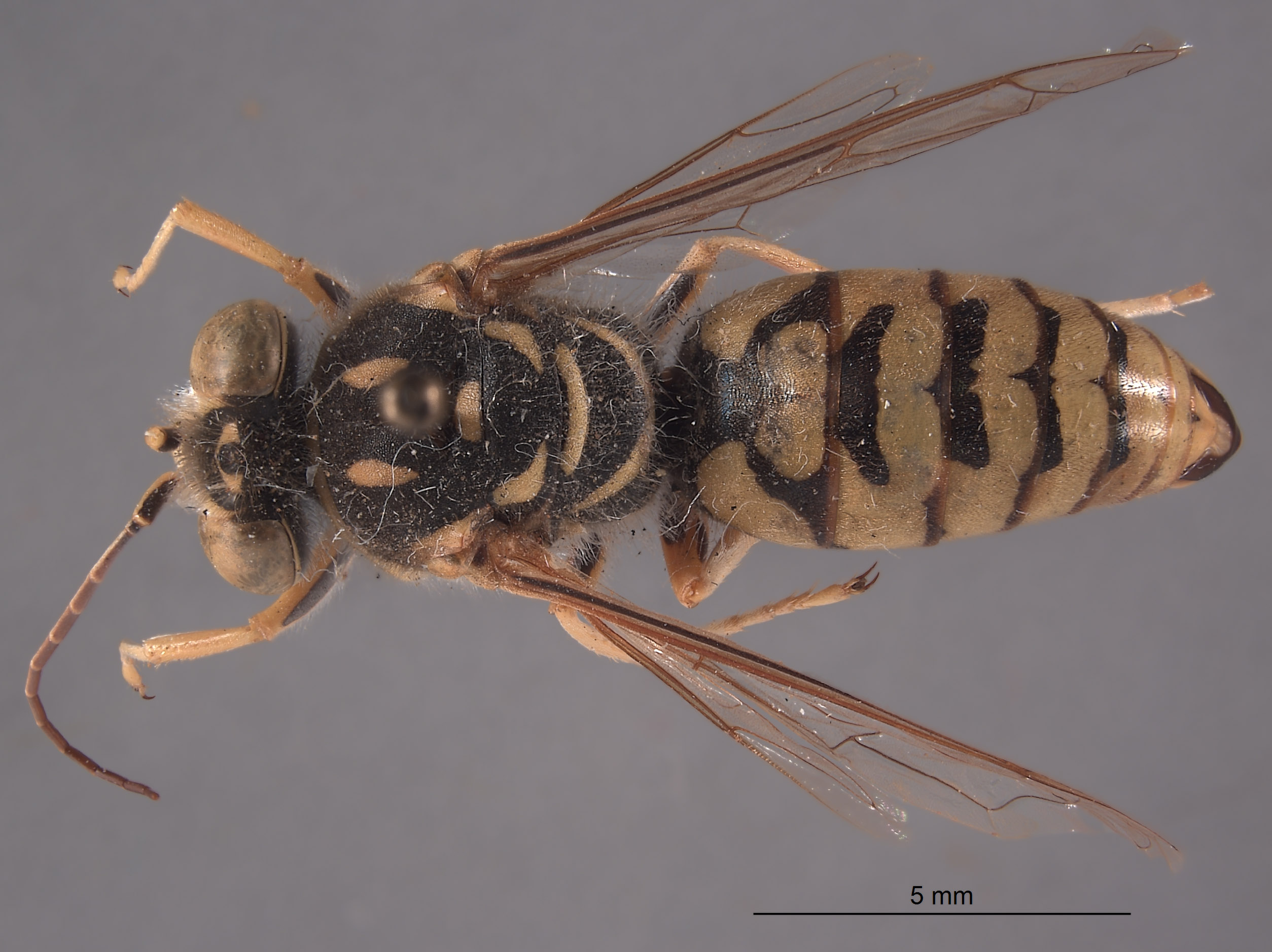 Steniolia dissimilis image