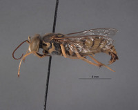 Steniolia dissimilis image