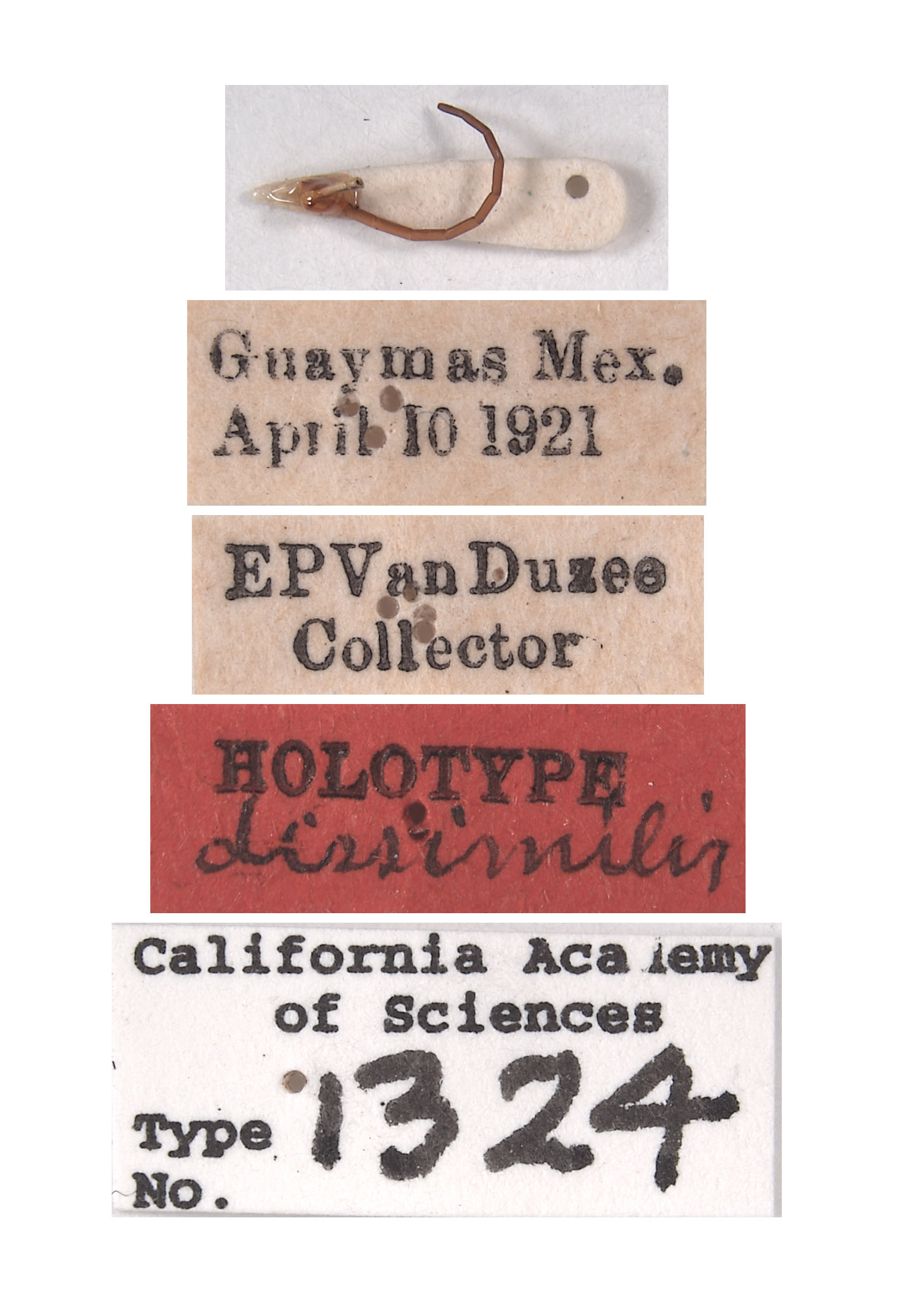 Steniolia dissimilis image