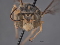 Steniolia meridionalis image