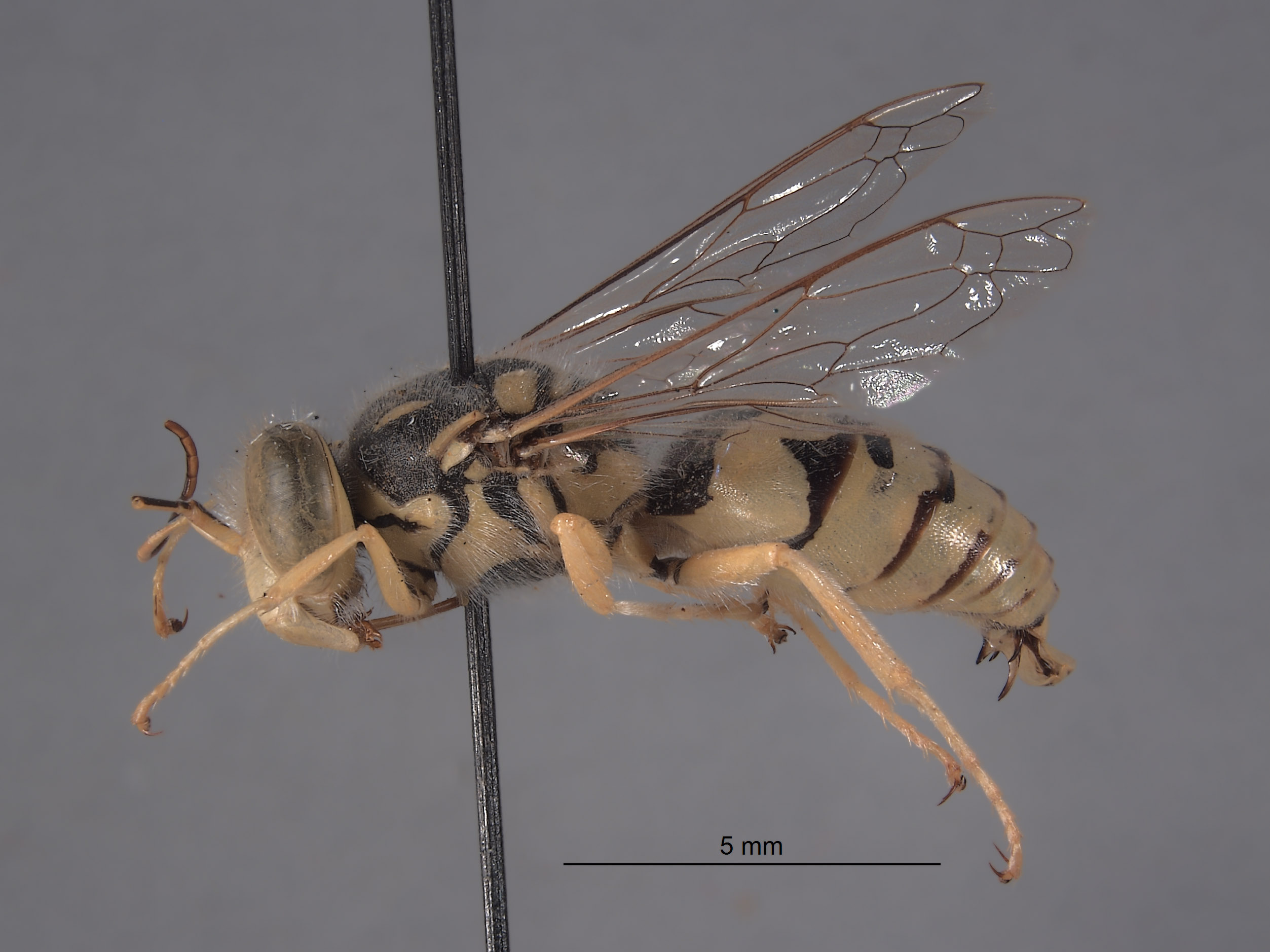 Steniolia meridionalis image