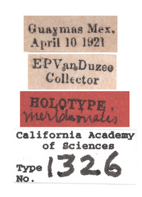 Steniolia meridionalis image