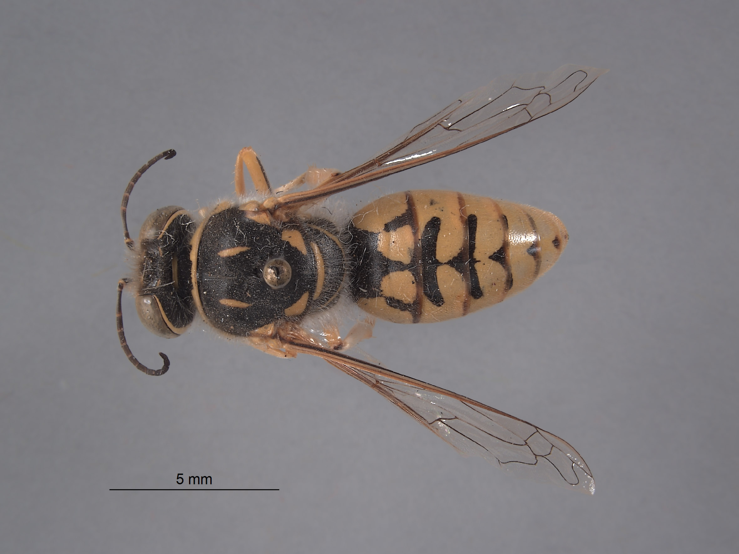 Stictiella bifurcata image