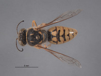 Stictiella bifurcata image