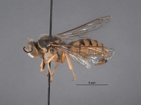 Stictiella bifurcata image