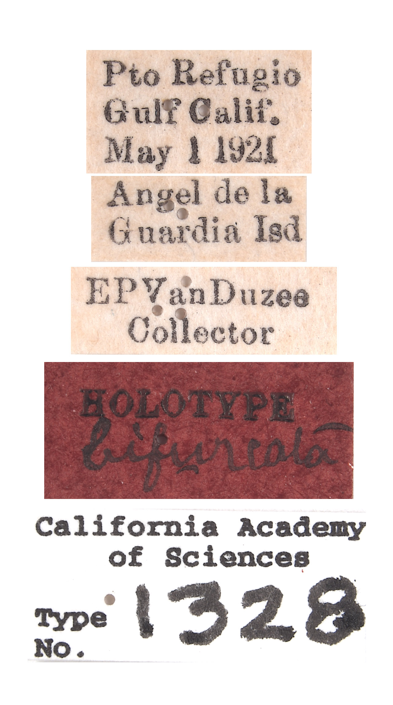 Stictiella bifurcata image