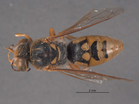Stictiella directa image