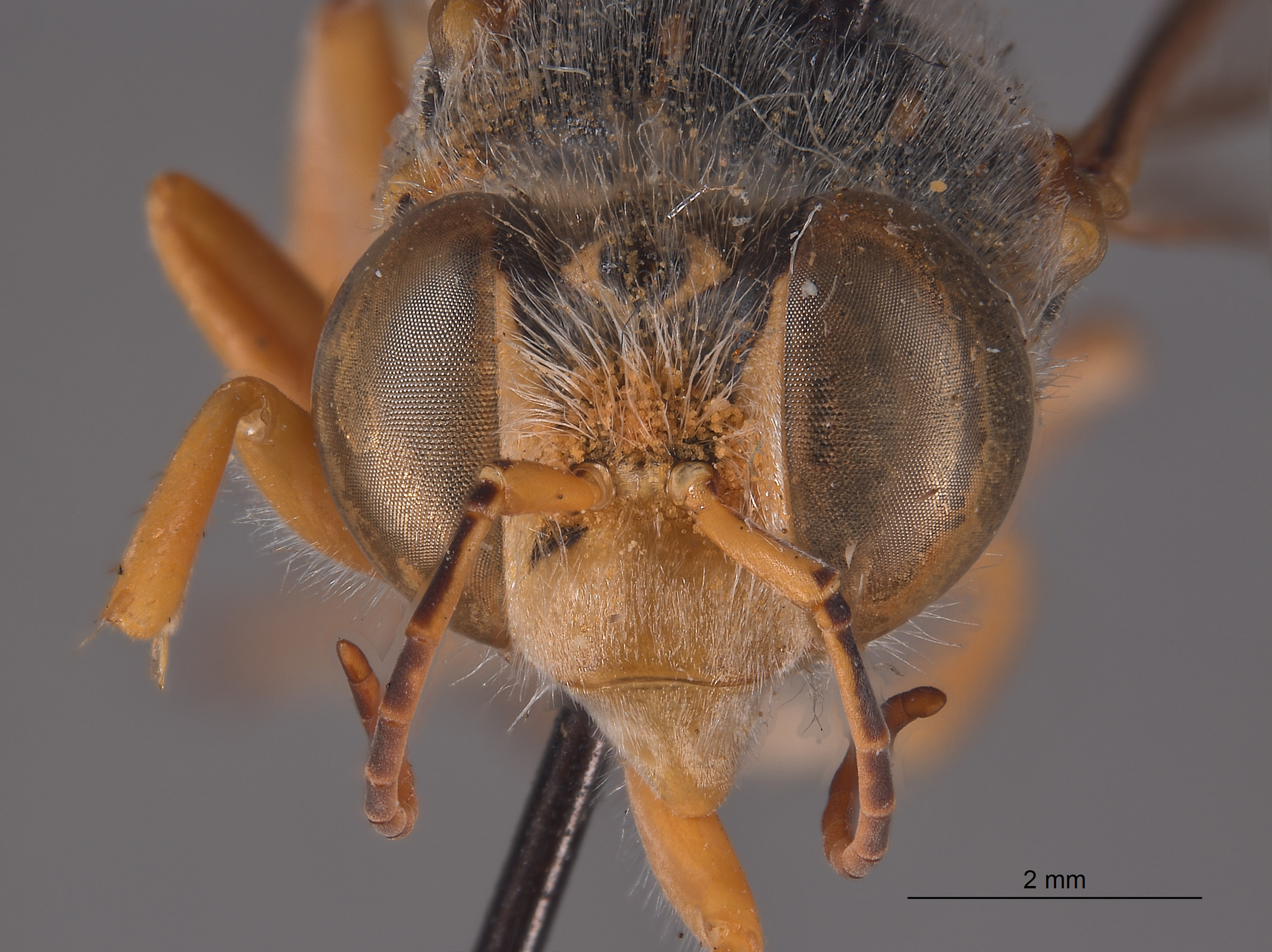 Stictiella directa image