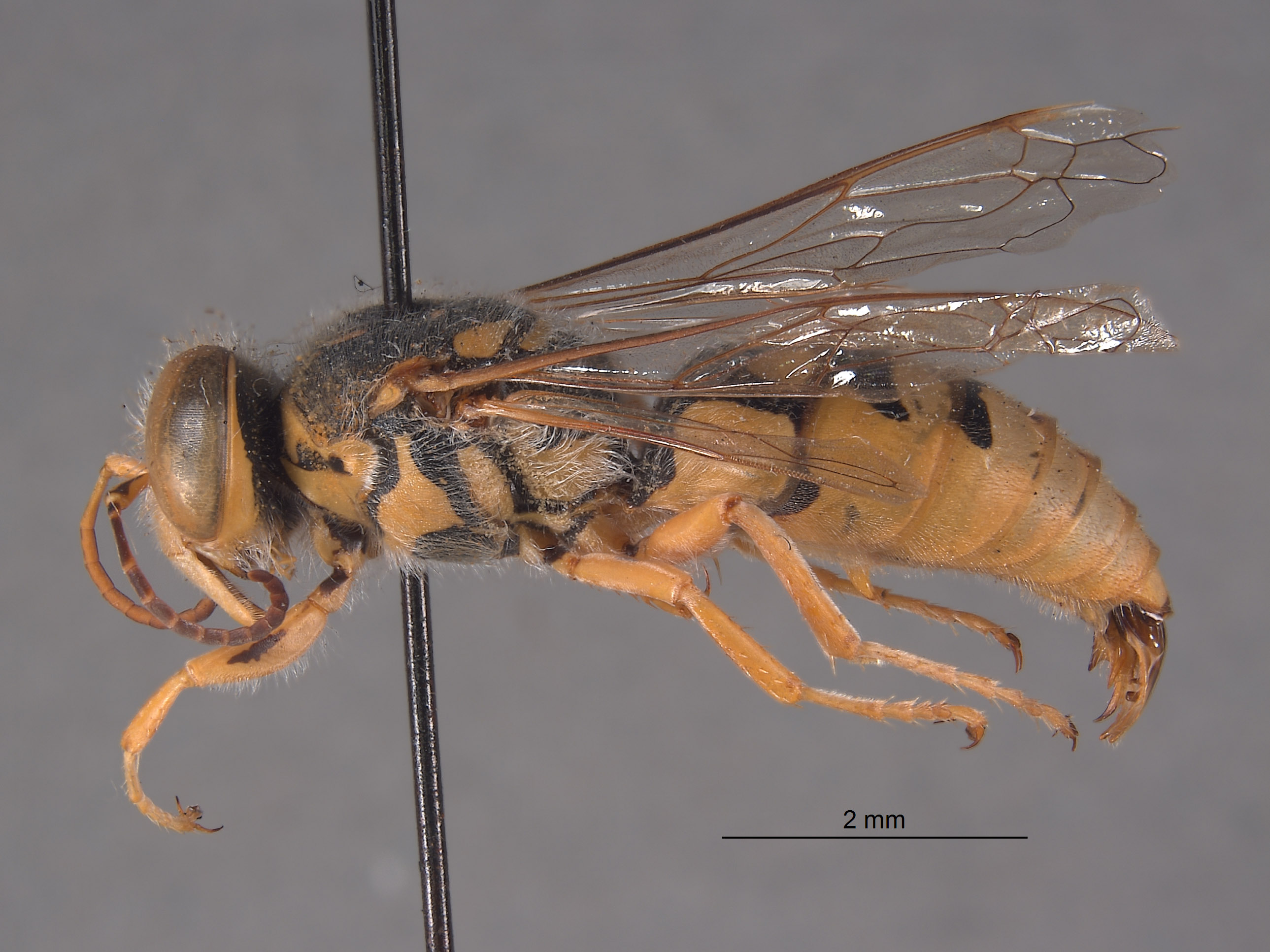 Stictiella directa image