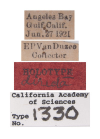 Stictiella directa image