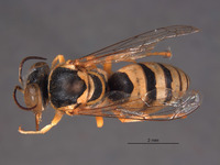 Stictiella argentata image