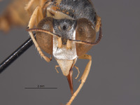 Stictiella argentata image