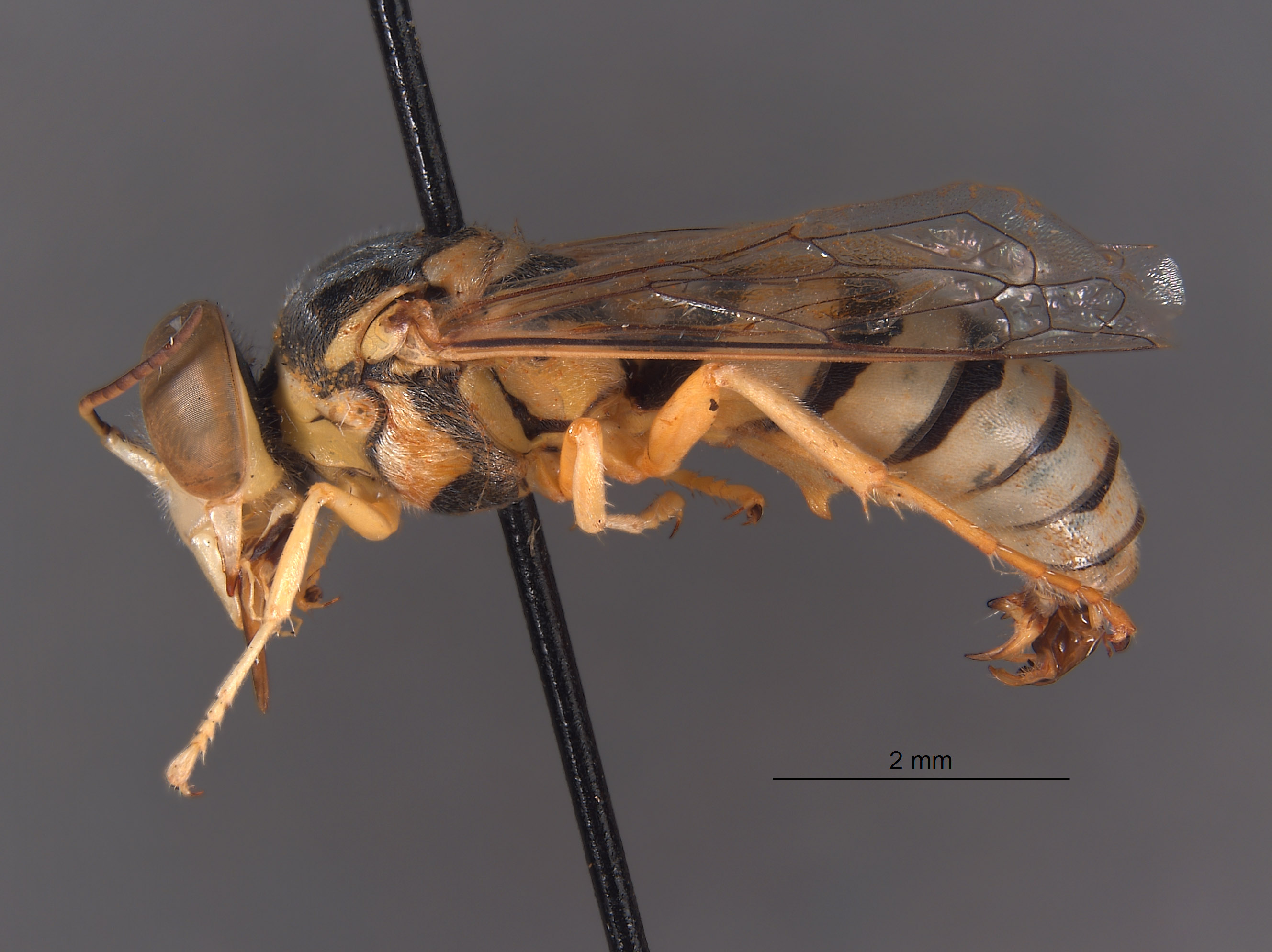 Stictiella argentata image