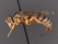 Stictiella argentata image